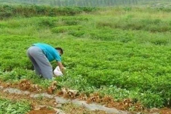 种植花生如何科学追肥，花针期应主施磷钾钙肥