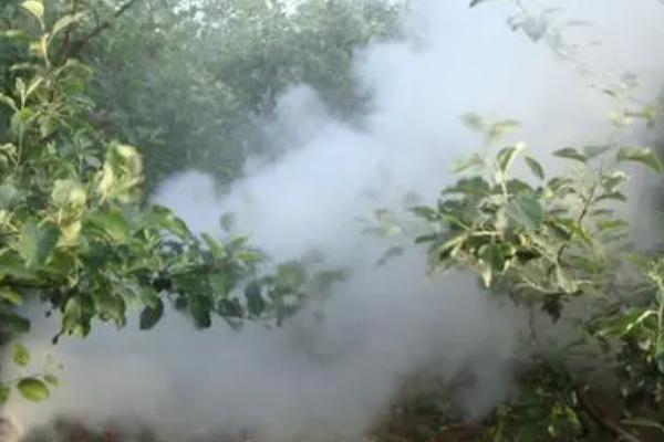 如何保护果园里的天敌，合理使用化学农药