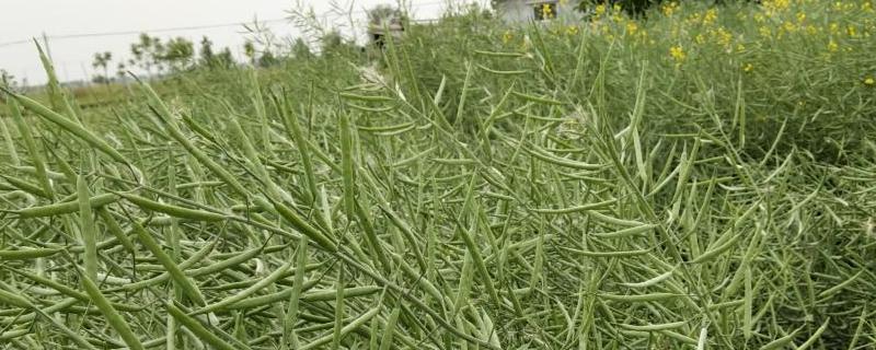 油菜籽种植技术介绍