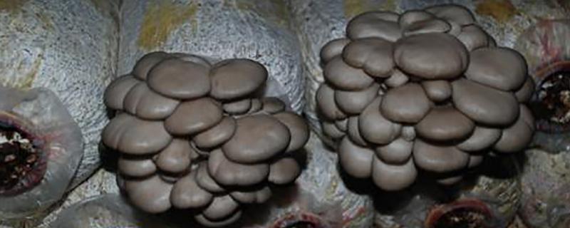 平菇发酵料栽培技术