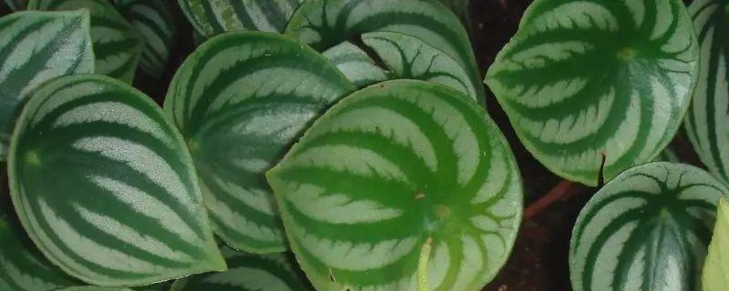 椒草的养殖方法