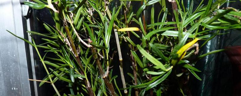竹叶石斛种植方法