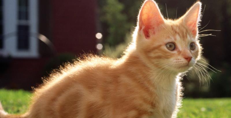 猫咪三天没排便如何处理