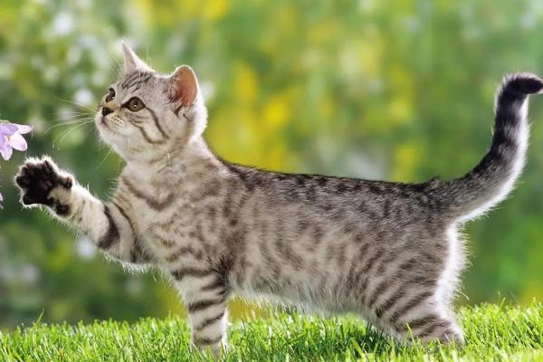 猫咪三天没排便如何处理，提供充足饮水可促进排泄