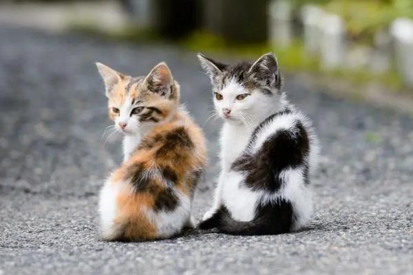 猫咪三天没排便如何处理，提供充足饮水可促进排泄