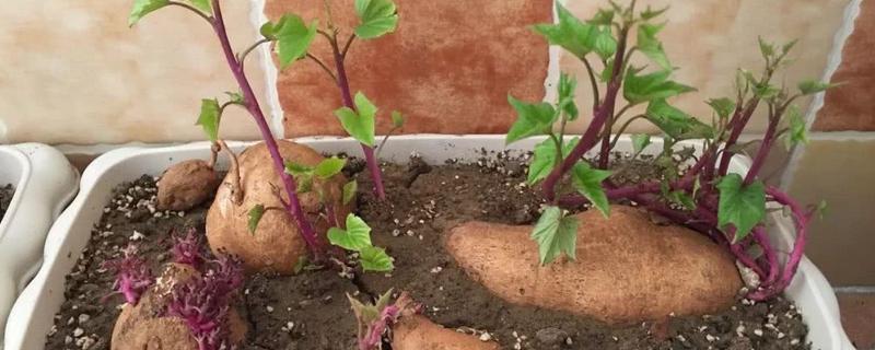 红薯盆栽的种植方法