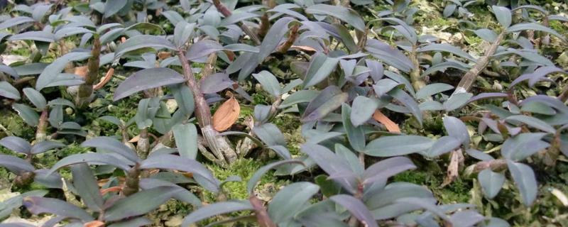 石斛的种植条件