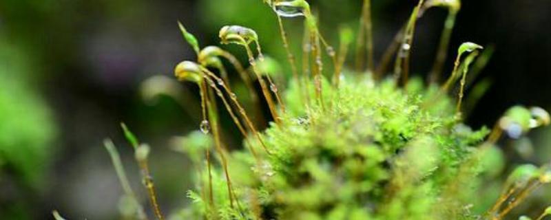 苔花几月开花