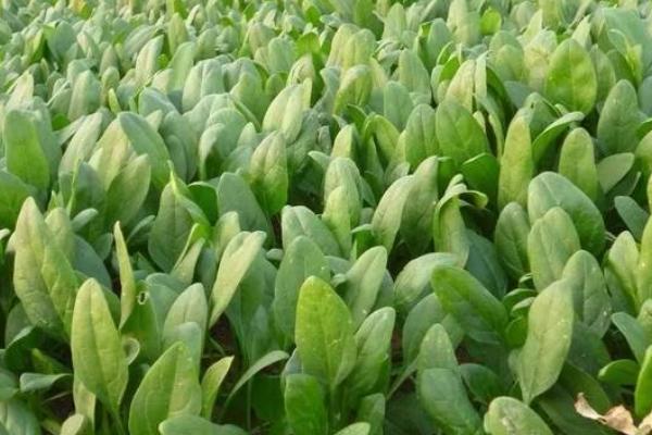 冬小麦间作菠菜的方法，一种全新的种植技术
