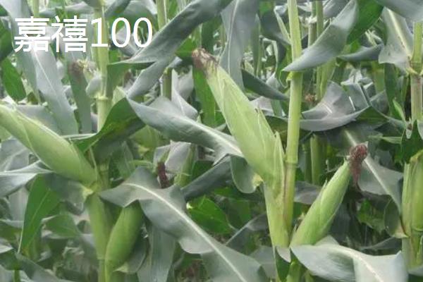 哪些玉米品种可抗锈病，看看连玉16、嘉禧100