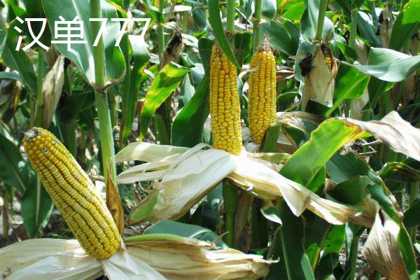 哪些玉米品种可抗锈病，看看连玉16、嘉禧100