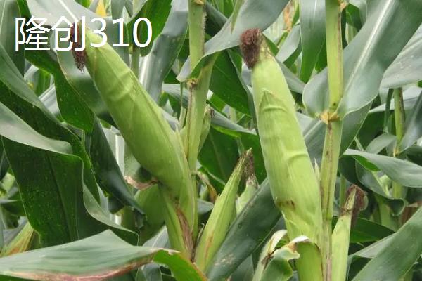 哪些玉米品种可抗锈病，看看连玉16、嘉禧100