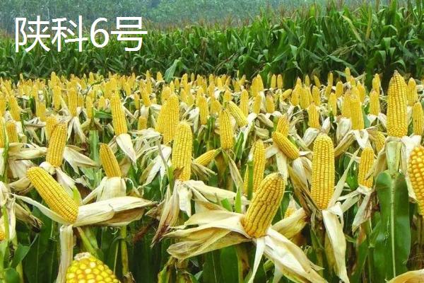 哪些玉米品种可抗锈病，看看连玉16、嘉禧100