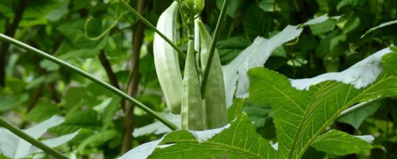 大棚秋葵种植方法是什么