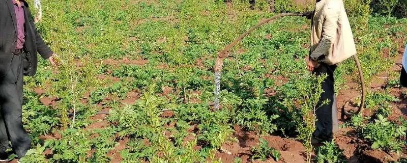 种植土豆如何浇水