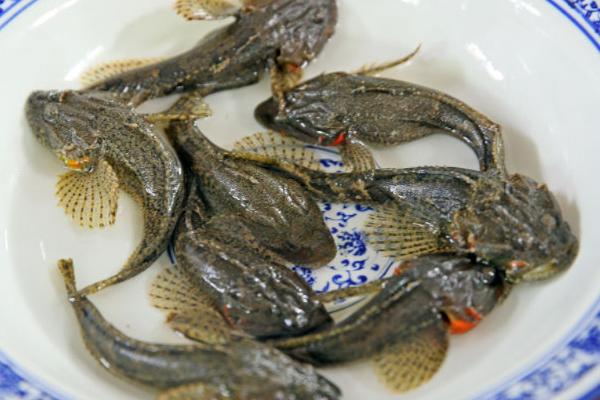 松江鱼简介，是四大淡水鱼之首
