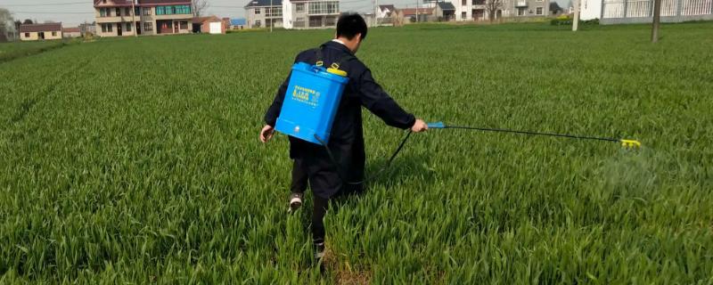 小麦赤霉病怎么防治