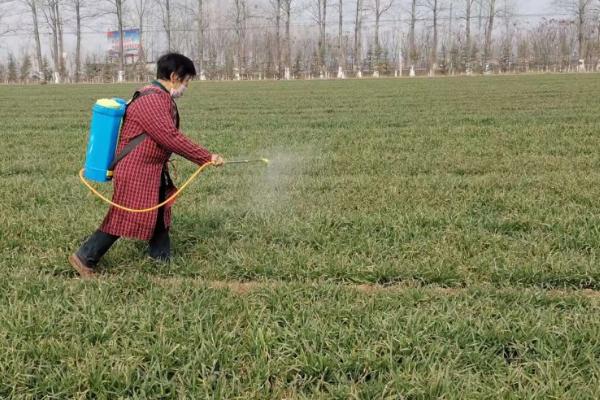 小麦赤霉病怎么防治，始花期就要开始预防