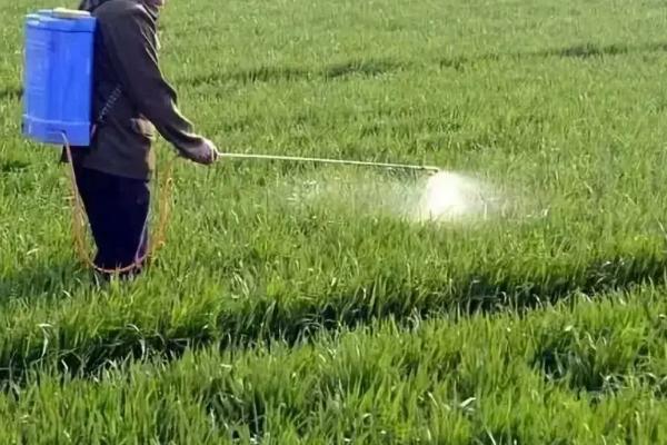 小麦赤霉病怎么防治，始花期就要开始预防