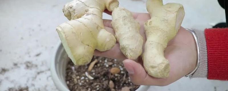 生姜家庭种植方法要点有哪些