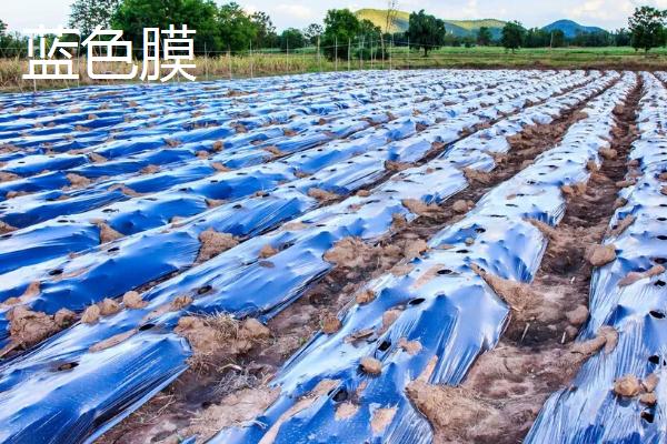 农膜怎么选择，主要有聚乙烯和聚氯乙烯
