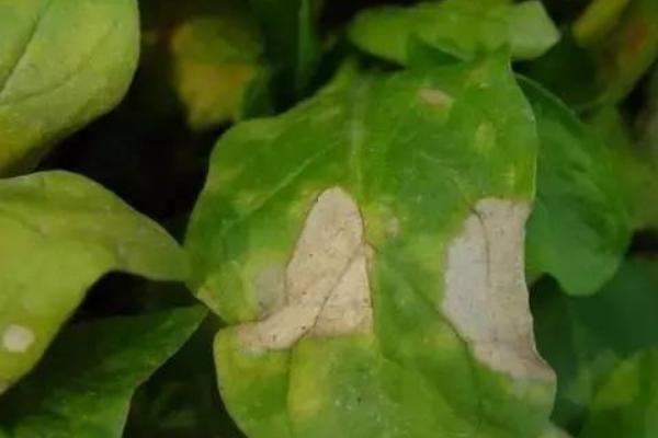 菠菜矮花叶病防治方法，选用抗病品种是关键