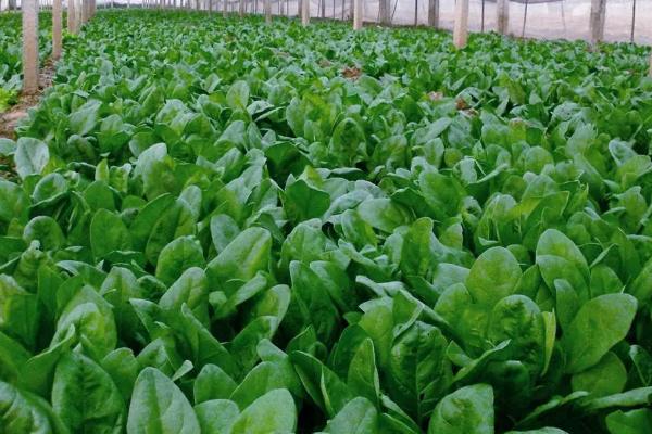 菠菜矮花叶病防治方法，选用抗病品种是关键