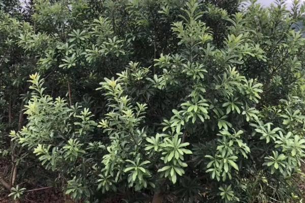 杨梅树修剪时间，分为春剪和秋剪