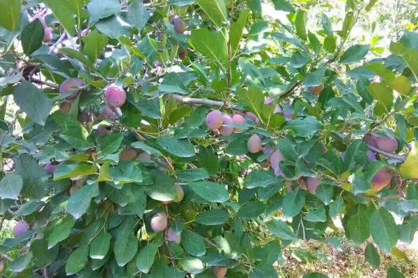 西梅防虫办法，物理防治和化学防治各有优势