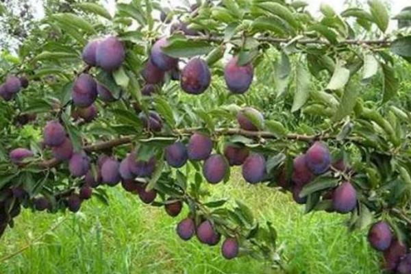 西梅防虫办法，物理防治和化学防治各有优势