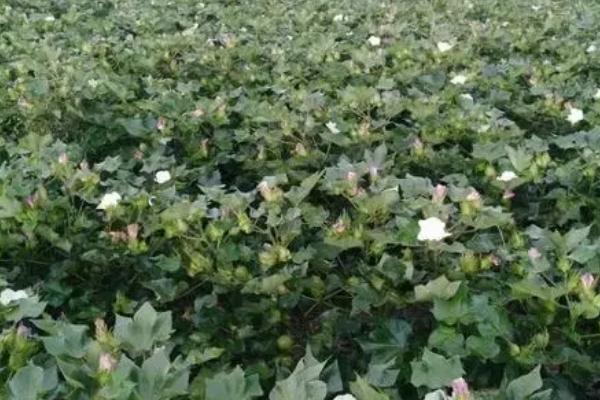 棉花施肥不当怎么办，需要及时补救