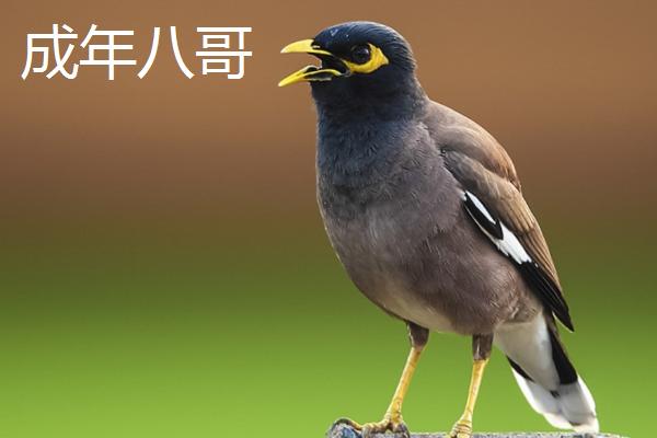 八哥公母如何区分，公鸟羽毛黑亮且叫声动听