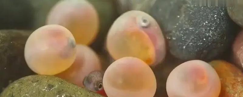 鱼类怎么繁殖