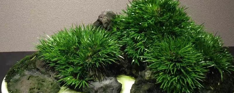 黄金姬菖蒲怎么养