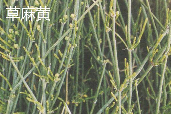 麻黄的品种，是重要的药用植物