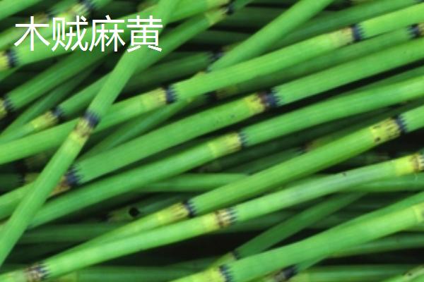 麻黄的品种，是重要的药用植物