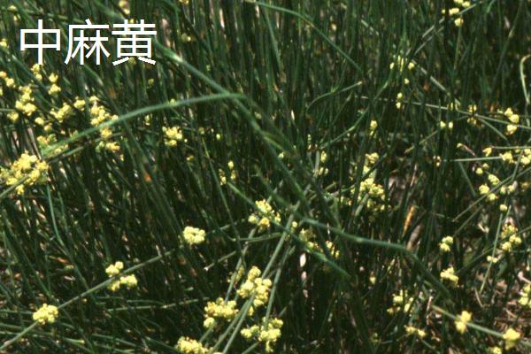 麻黄的品种，是重要的药用植物