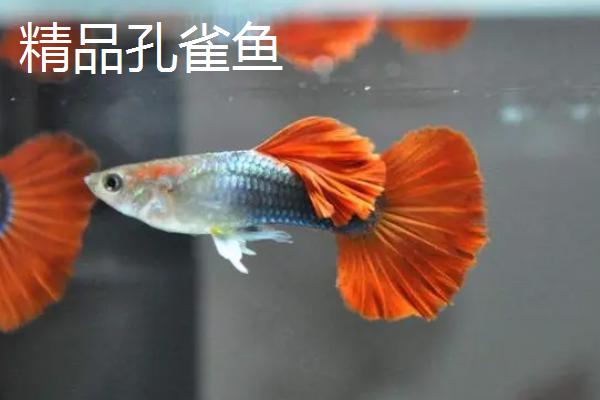 精品孔雀鱼和杂袍孔雀鱼的区别，血统是否纯正一看便知