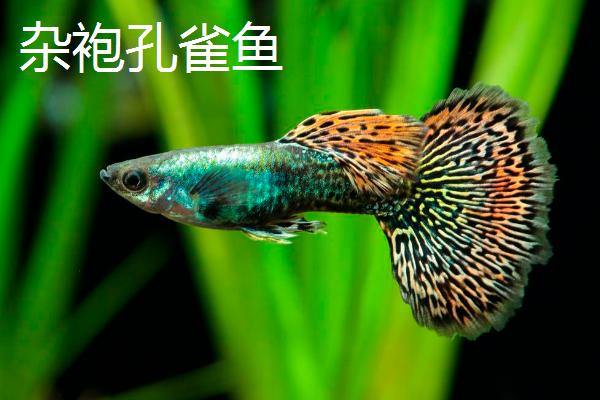 精品孔雀鱼和杂袍孔雀鱼的区别，血统是否纯正一看便知