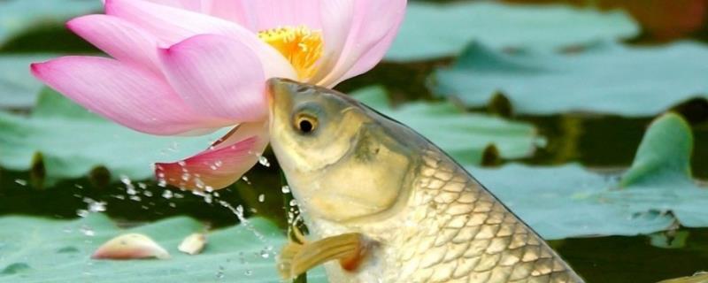 钓草鱼的方法