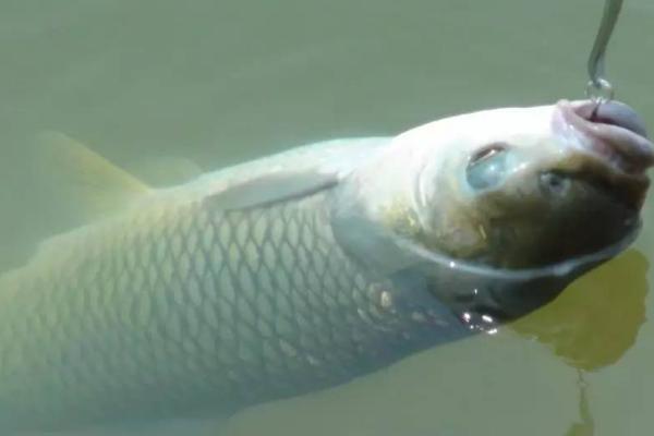 钓草鱼的方法，水生生物较多的位置更容易钓获