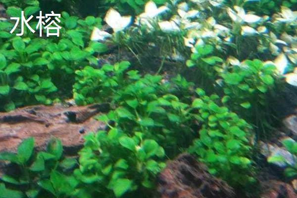 水榕和巴榕有哪些区别，叶片的特征是主要区分方法
