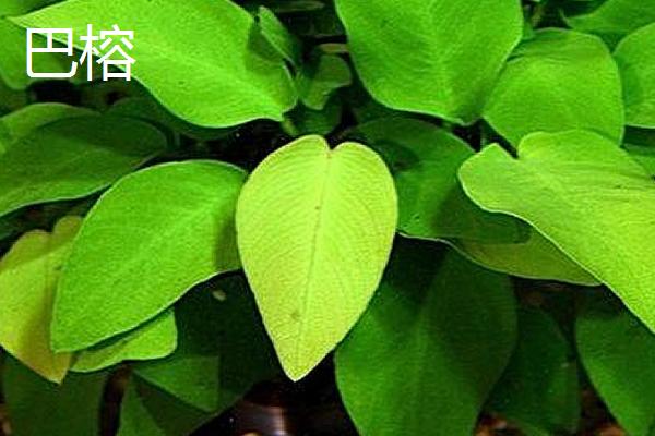 水榕和巴榕有哪些区别，叶片的特征是主要区分方法