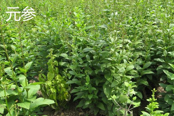 盐碱地适合种植什么植物，我国的盐碱地面积广