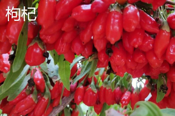 盐碱地适合种植什么植物，我国的盐碱地面积广