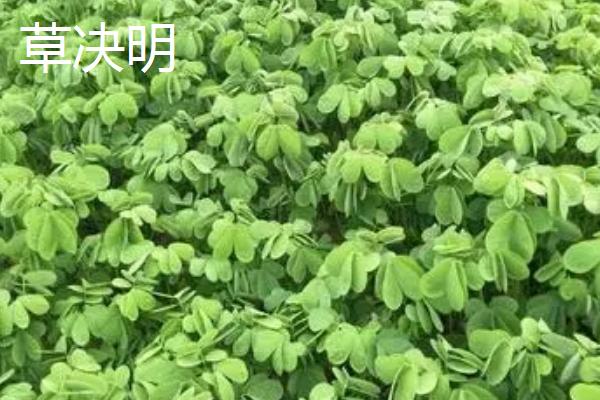 盐碱地适合种植什么植物，我国的盐碱地面积广