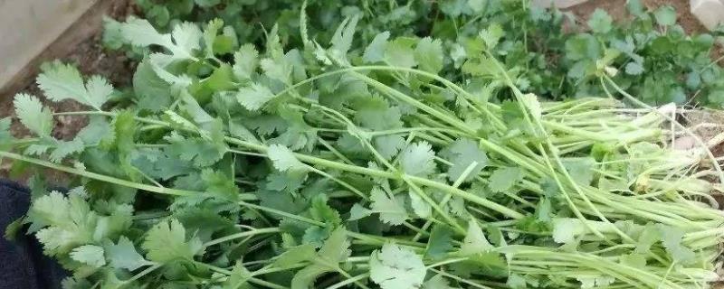 香菜如何催芽