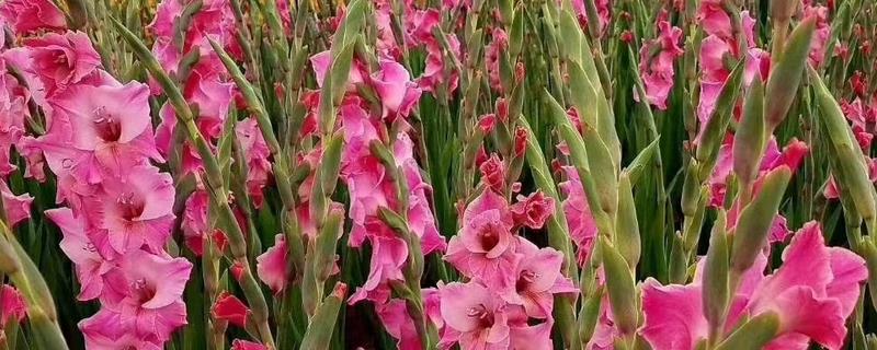 剑兰什么时候开花