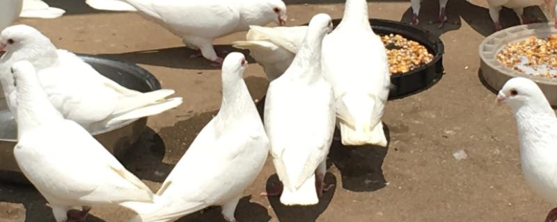 如何区分鸽子公母
