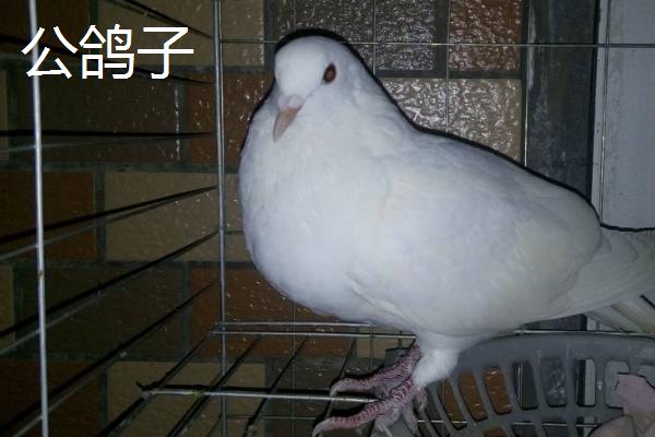 如何区分鸽子公母，公鸽的头部比母鸽的大一些